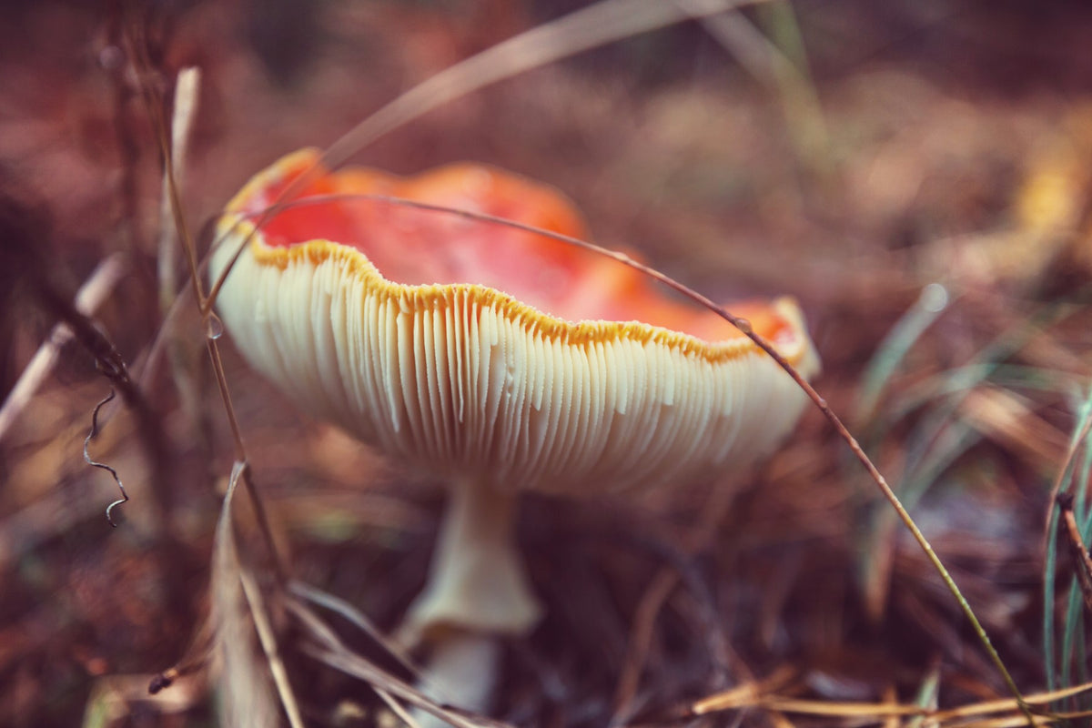 mushroom roots
