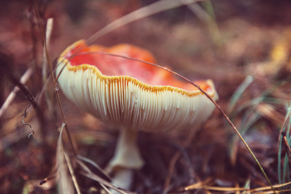 The Key Differences Between Mushrooms and Plants