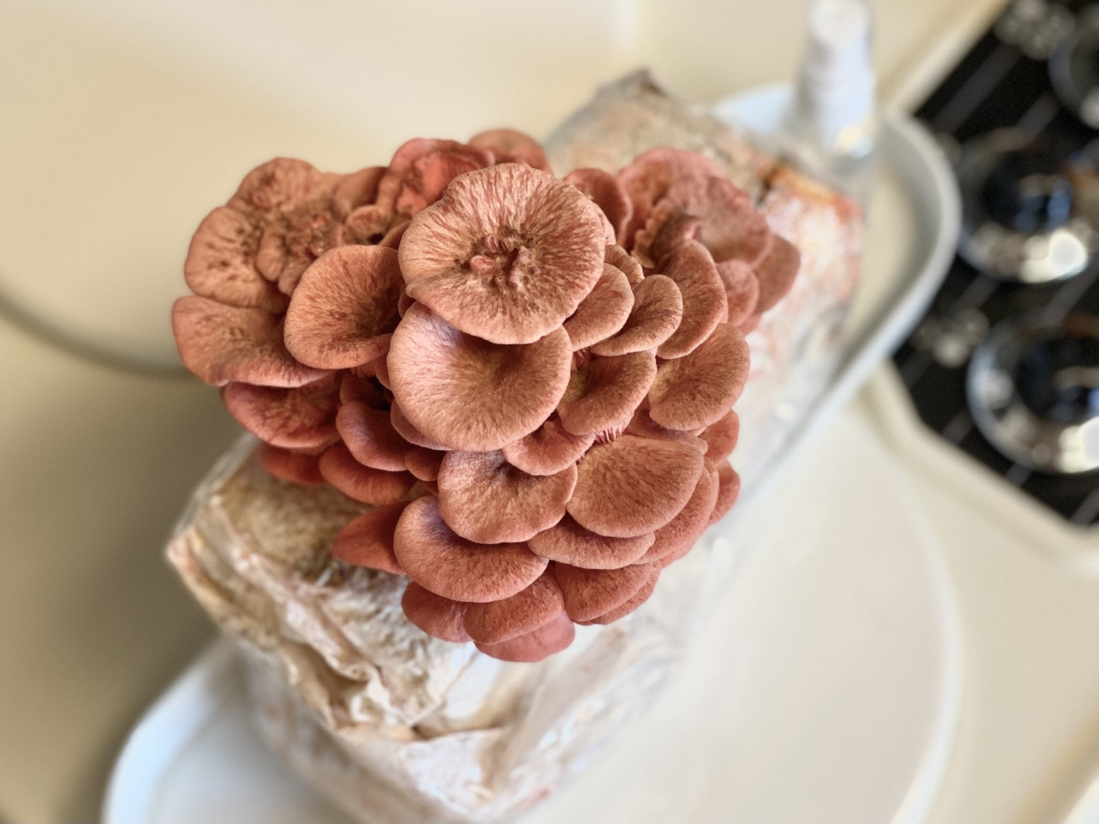 pink oyster mushroom