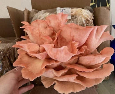 Pink Oyster Mushroom Boom! Easy Techniques for Big Yields
