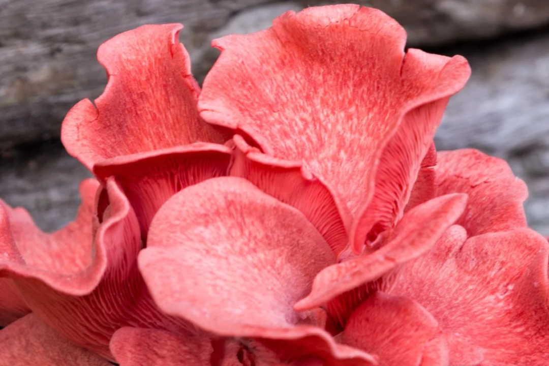 pink oyster grow kit