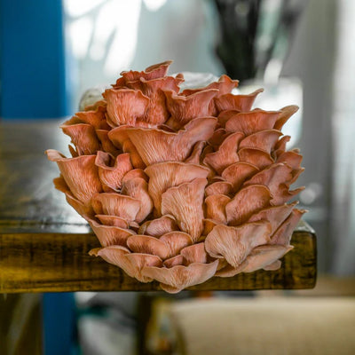 Pink Oyster Mushrooms: A Sustainable Food Source
