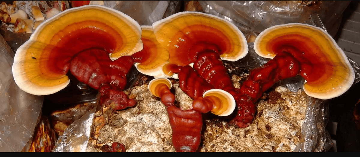 reishi mushroom