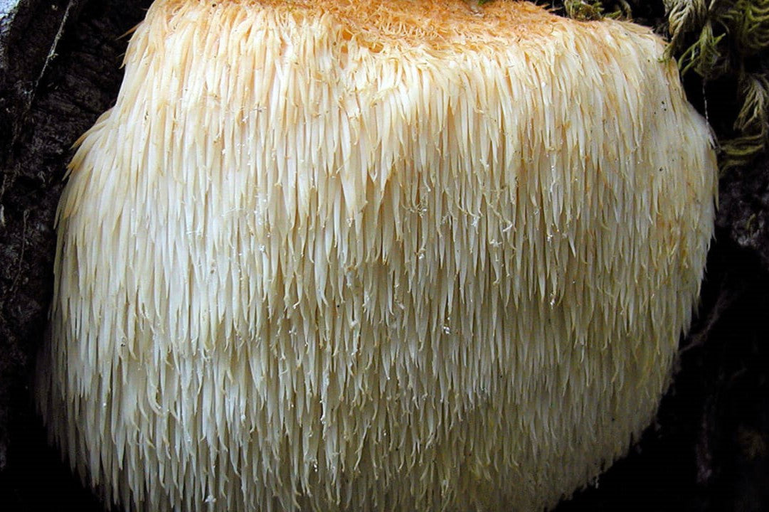lion's mane mushrooms