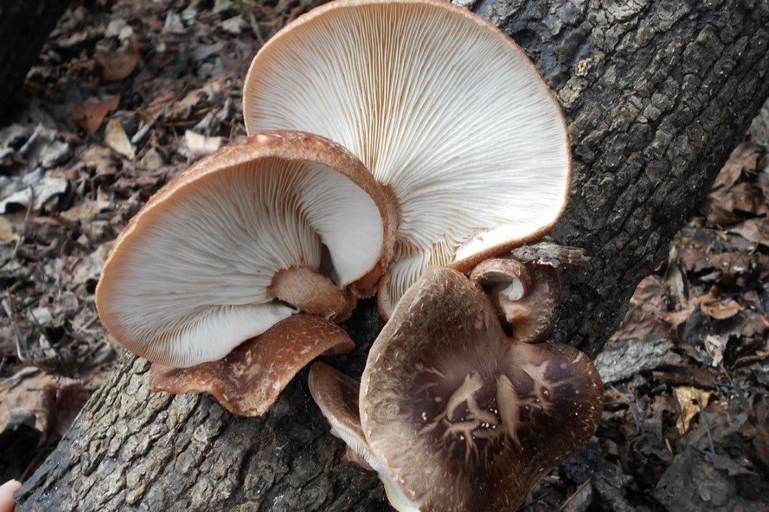 shiitake mushrooms