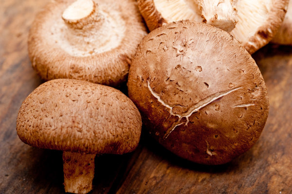 How Do Mushrooms Grow?