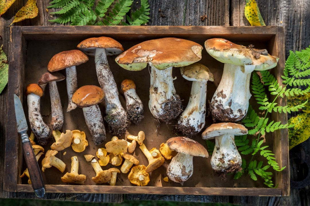 wild mushrooms