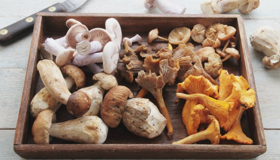 Top 5 Mushrooms for Brain Health : Nature's Brain Boosters