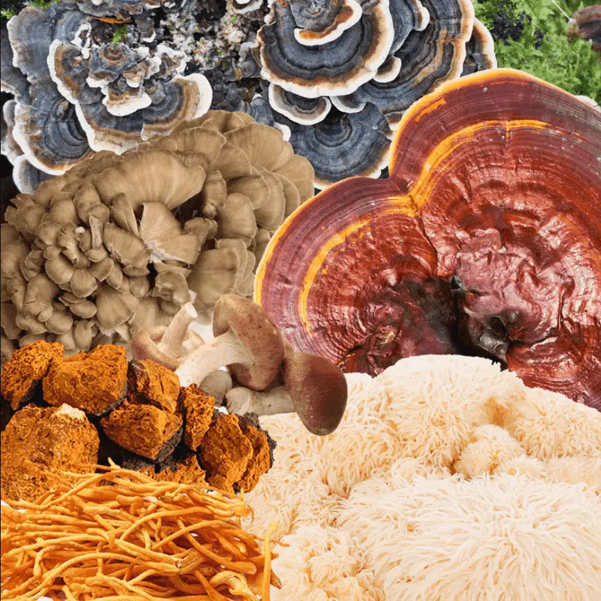 Turkey tail. Chaga. Lion’s mane. Do these mushroom supplements really help you?