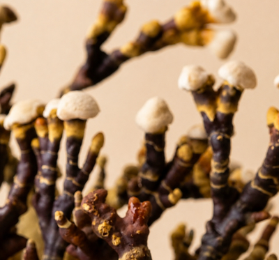 Dried Mushrooms
