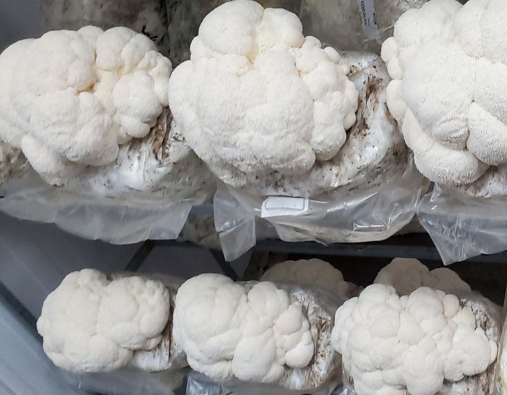 Dried Lions Mane Mushroom