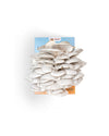 Pink and Blue Oyster Mushroom Grow Kit Bundle