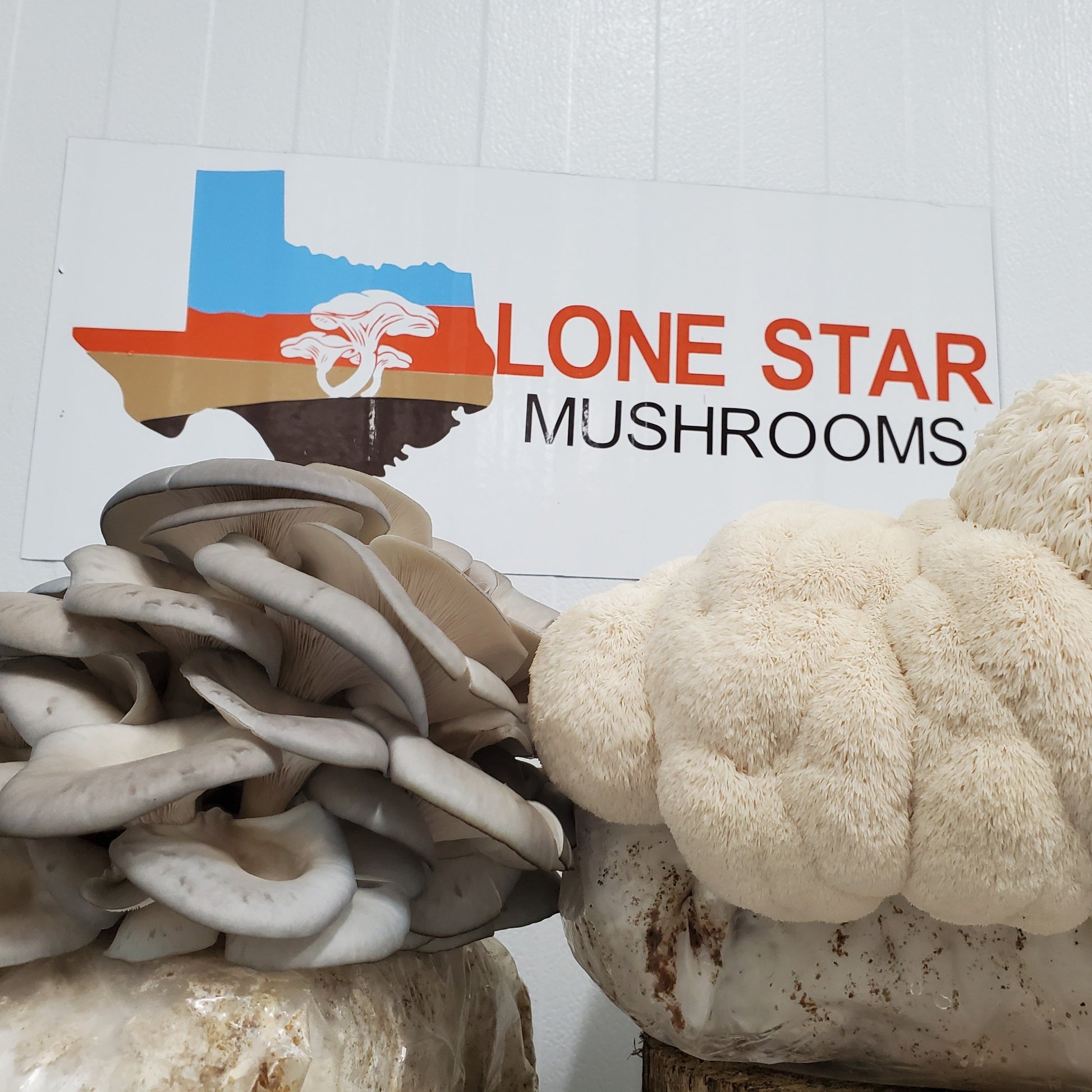 Blue Oyster and Lion's Mane Mushroom Grow Kit Bundle