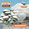 Blue Oyster Mushroom Grow Kit