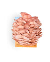 Pink Oyster Mushroom Grow Kit Bundle