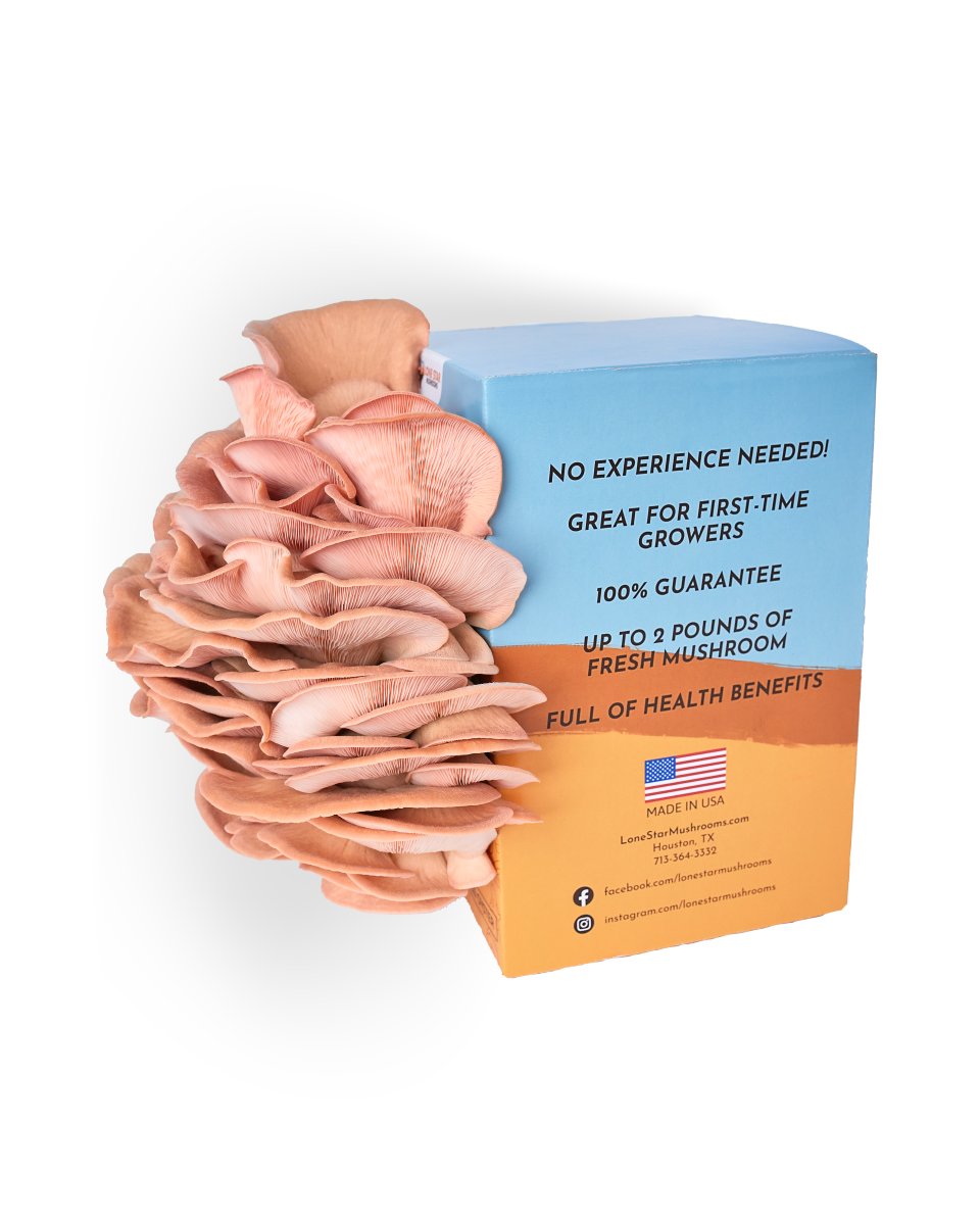 Pink and Blue Oyster Mushroom Grow Kit Bundle