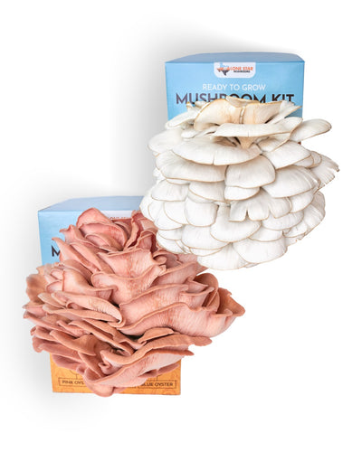 Pink and Blue Oyster Mushroom Grow Kit Bundle