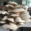 Oyster Mushrooms