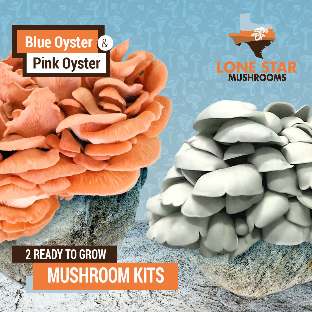 Pink and Blue Oyster Mushroom Grow Kit Bundle