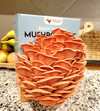 Pink Oyster Mushroom Grow Kit