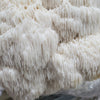 Dried Lions Mane Mushroom