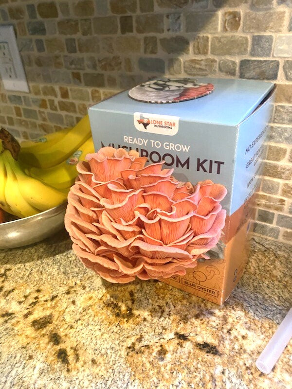 Pink Oyster Mushroom Grow Kit